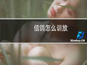 信鸽怎么训放