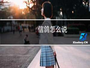 信鸽怎么说
