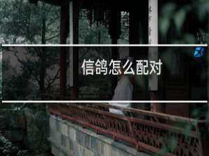 信鸽怎么配对