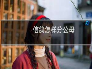 信鸽怎样分公母