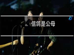 信鸽是公母