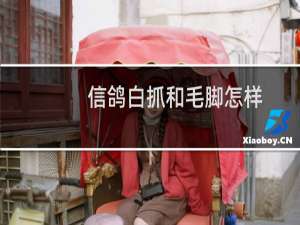 信鸽白抓和毛脚怎样