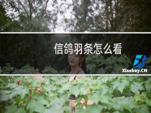 信鸽羽条怎么看