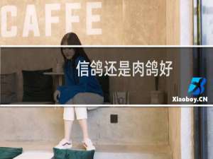 信鸽还是肉鸽好