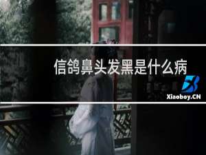信鸽鼻头发黑是什么病