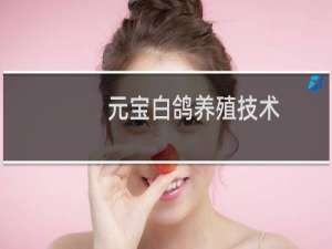 元宝白鸽养殖技术