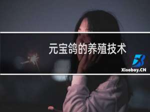 元宝鸽的养殖技术