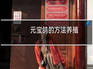 元宝鸽的方法养殖