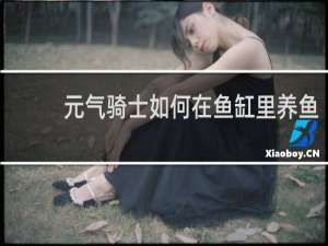 元气骑士如何在鱼缸里养鱼