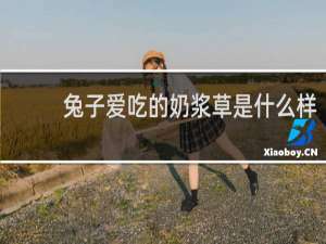 兔子爱吃的奶浆草是什么样