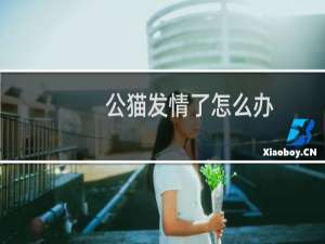 公猫发情了怎么办