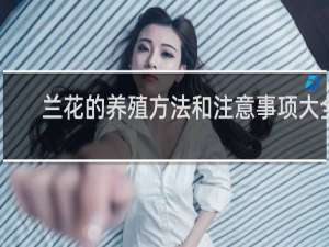 兰花的养殖方法和注意事项大全