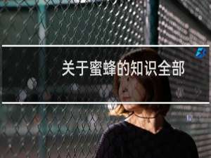 关于蜜蜂的知识全部