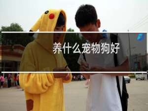 养什么宠物狗好