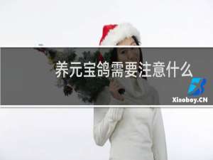 养元宝鸽需要注意什么