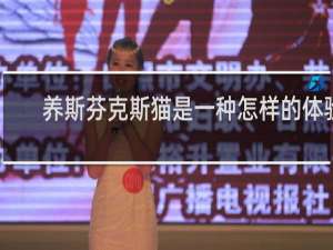 养斯芬克斯猫是一种怎样的体验