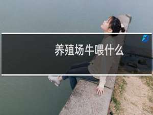 养殖场牛喂什么