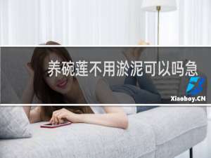 养碗莲不用淤泥可以吗急