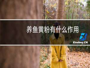 养鱼黄粉有什么作用
