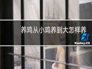 养鸡从小鸡养到大怎样养