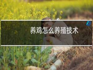 养鸡怎么养殖技术