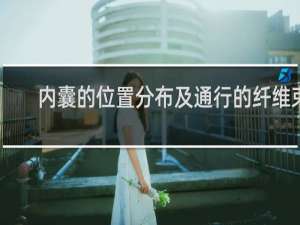 内囊的位置分布及通行的纤维束