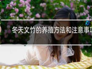 冬天文竹的养殖方法和注意事项