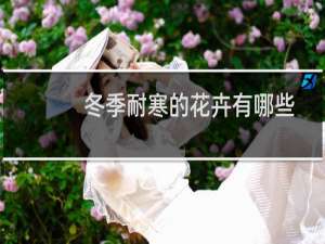冬季耐寒的花卉有哪些