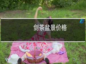 剑茶盆景价格