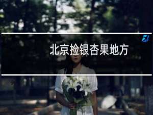北京捡银杏果地方
