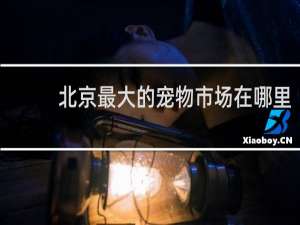 北京最大的宠物市场在哪里