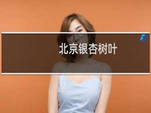 北京银杏树叶
