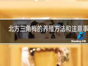 北方三角梅的养殖方法和注意事项