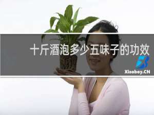 十斤酒泡多少五味子的功效
