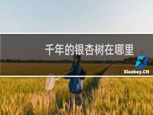 千年的银杏树在哪里