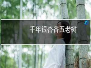 千年银杏谷五老树