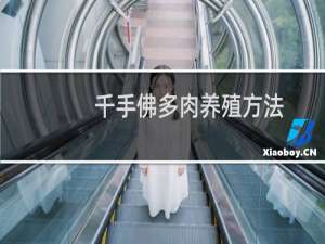 千手佛多肉养殖方法