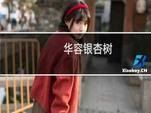 华容银杏树