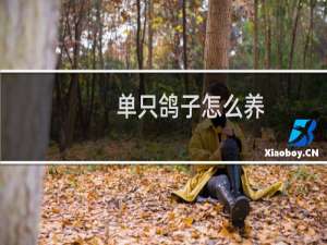 单只鸽子怎么养