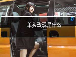 单头玫瑰是什么