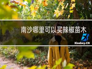 南沙哪里可以买辣椒苗木