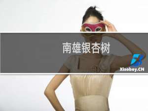 南雄银杏树
