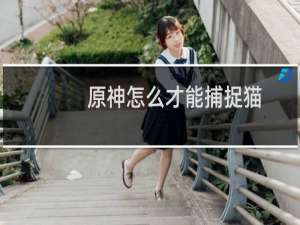 原神怎么才能捕捉猫