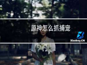 原神怎么抓捕宠