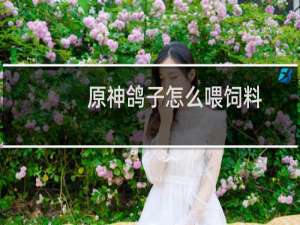 原神鸽子怎么喂饲料