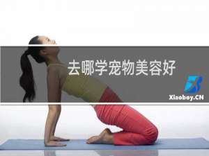 去哪学宠物美容好