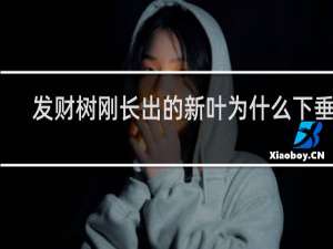 发财树刚长出的新叶为什么下垂着