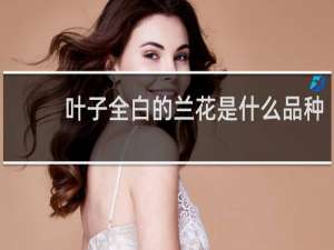 叶子全白的兰花是什么品种