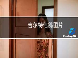 吉尔特信鸽图片