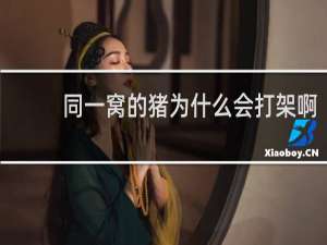 同一窝的猪为什么会打架啊